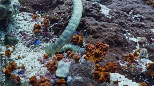 Olive Sea Snake - Banda Sea, Indonesia photo