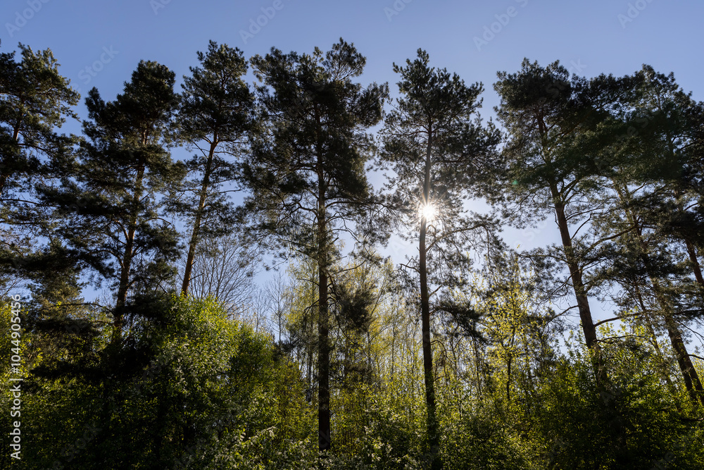 tall pine trees in sunny spring weather tall pine trees in sunny spring weather