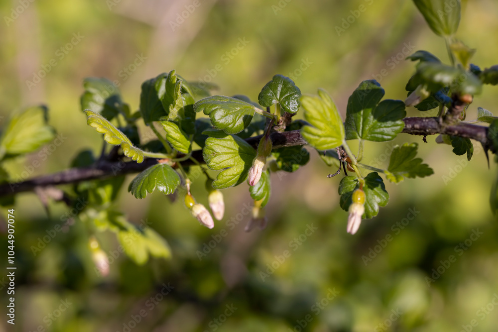 flowering gooseberry bushes in May against a blue sky background flowering gooseberry bushes in May against a blue sky background