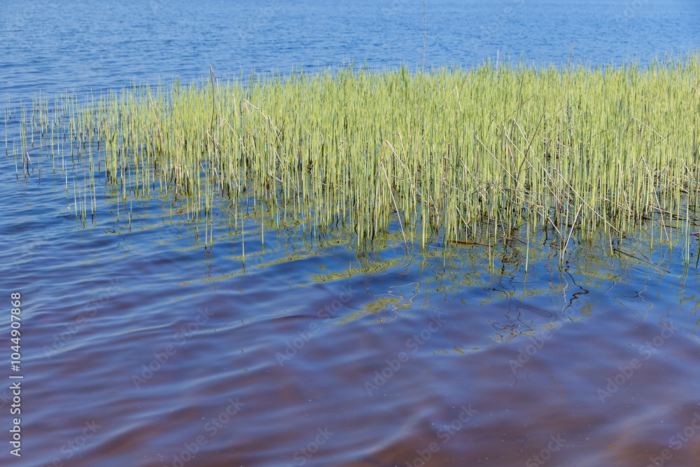 The blue water in the lake reflects the blue sky in spring The blue water in the lake reflects the blue sky in spring