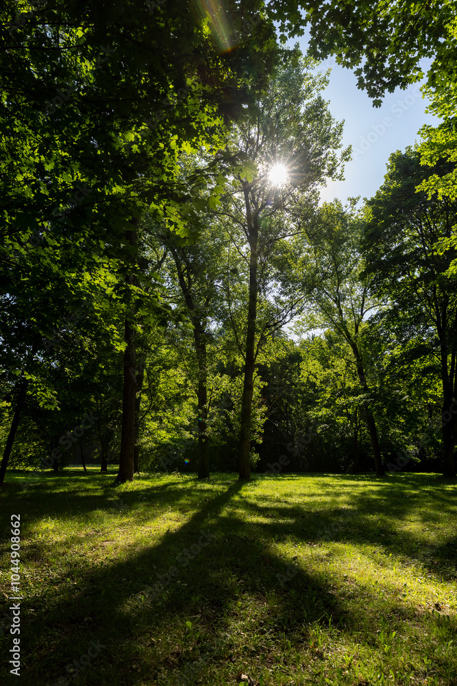 Naklejka premium Mixed deciduous forest with green foliage in summer