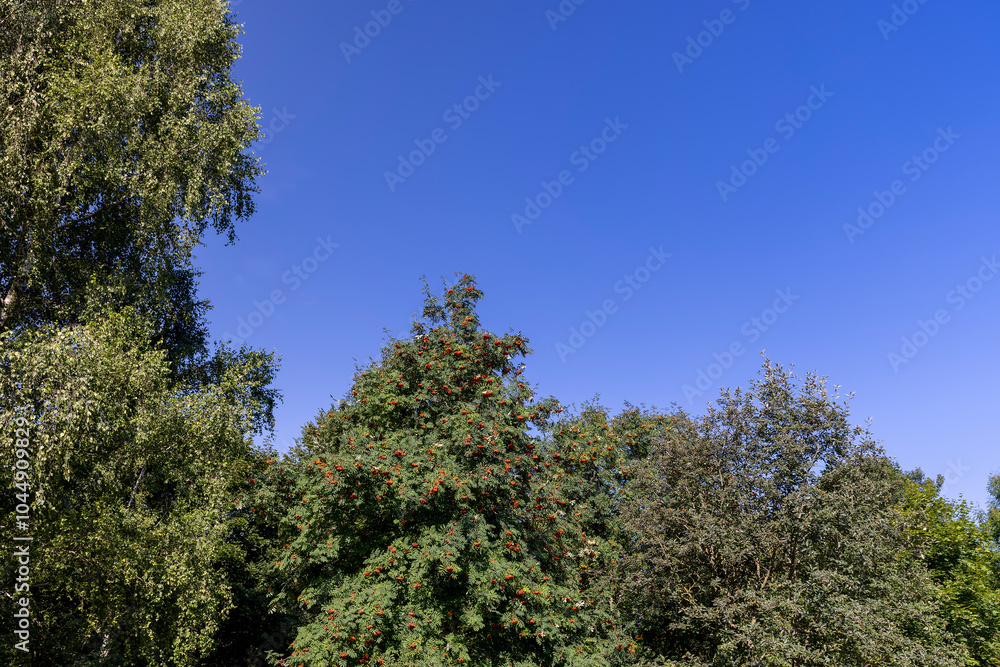 the color of the rowan foliage changes in late summer the color of the rowan foliage changes in late summer