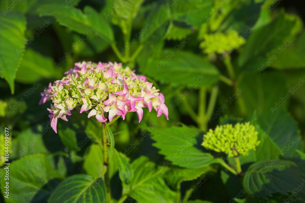 Nature, bush and hydrangea outdoor in garden with greenery, leaves and petals for blossom. Environment, landscape and organic pink flower or floral plant for botany in eco friendly park or field. Nature, bush and hydrangea outdoor in garden with greenery, leaves and petals for blossom. Environment, landscape and organic pink flower or floral plant for botany in eco friendly park or field.
