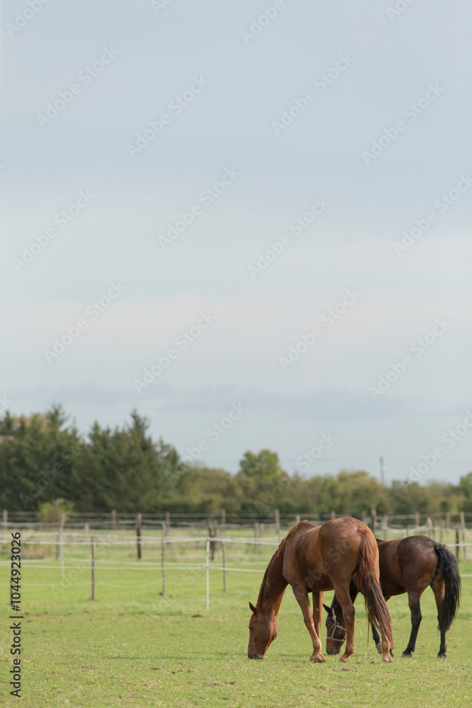 Fototapeta premium In a serene grassy field, there are three horses leisurely grazing on the abundant greenery all around them. It creates a peaceful scene