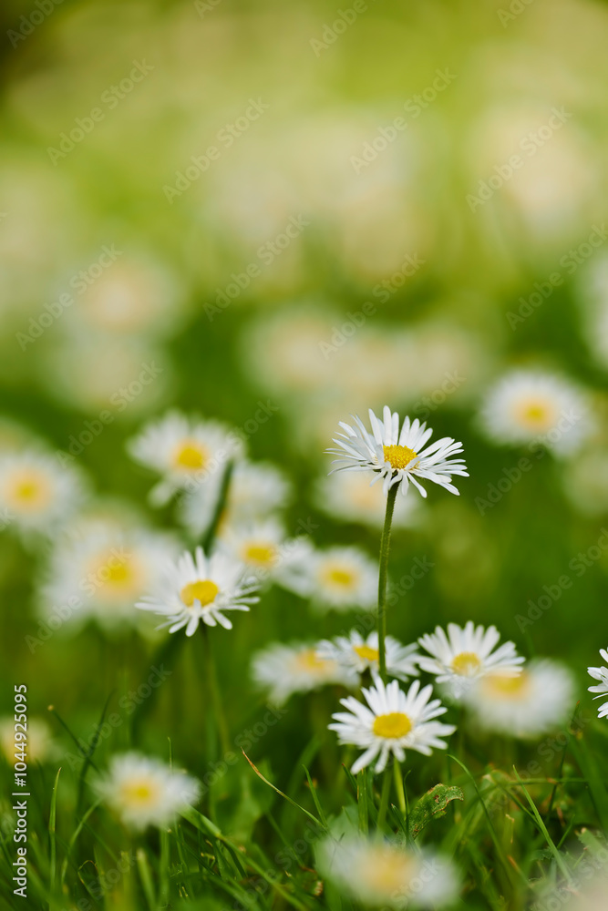 Daisies, flowers and outdoor nature for growth, blossom and countryside for sustainability in botany. Garden, ecology and forest for plants in field, meadow location and peace in woods on holiday Daisies, flowers and outdoor nature for growth, blossom and countryside for sustainability in botany. Garden, ecology and forest for plants in field, meadow location and peace in woods on holiday