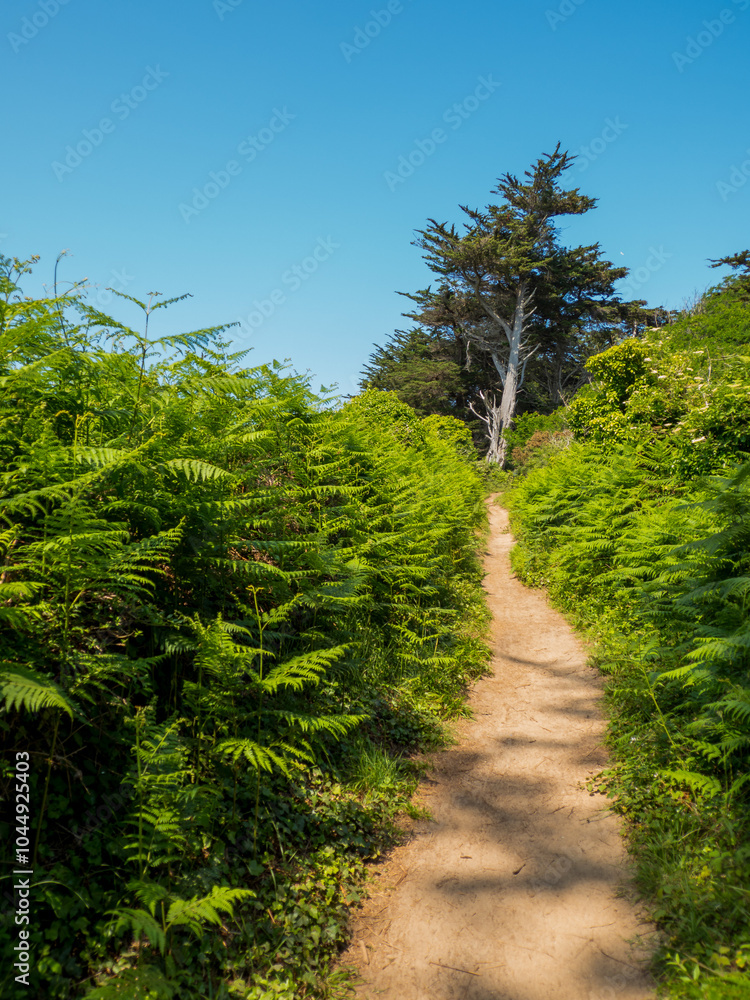 Fototapeta premium Un chemin sur l'ïle des Ebihens