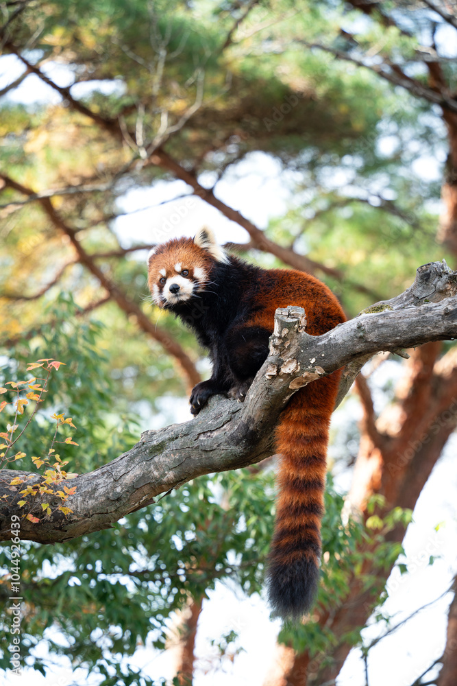 Cute red panda living in a zoo in Japan with tree branch and ground. Cute red panda living in a zoo in Japan with tree branch and ground.