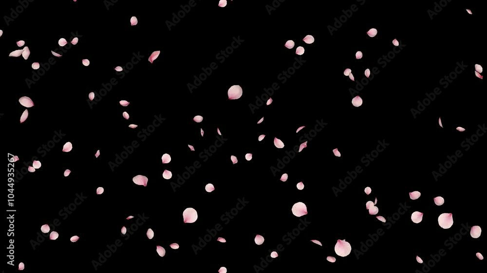 Cherry Blossom Sakura Petals Falling Slow Motion Loop Cherry Blossom Sakura Petals Falling Slow Motion Loop