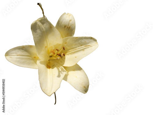 white lily isolated on white