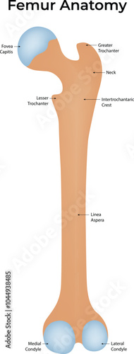 Femur Anatomt Colorful Vector Illustration