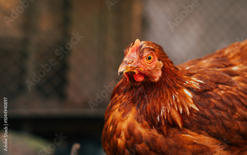 A close-up of a brown hen observing its surroundings in a garden during a sunny afternoon in the countryside