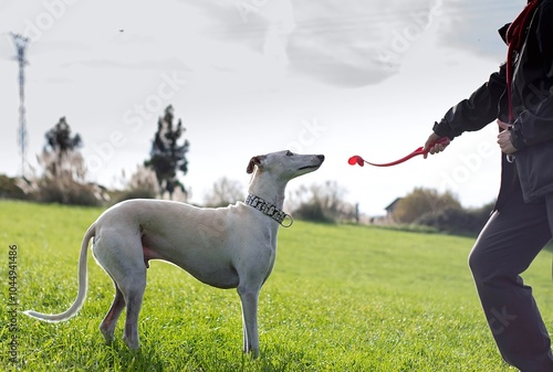 A white dog looks intently at a red toy being held by a person.