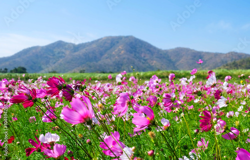 flowers in the mountains.