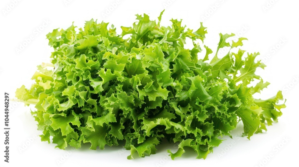 Fresh Green Lettuce Fresh Green Lettuce