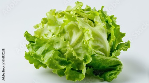 Fresh Green Lettuce