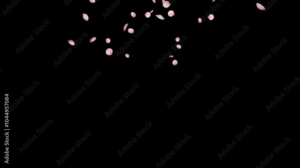 Cherry Blossom Sakura Petals Falling Slow Motion - In Out Animation Cherry Blossom Sakura Petals Falling Slow Motion - In Out Animation