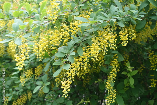 Valokuva Buds and yellow flowers of Berberis vulgaris in May