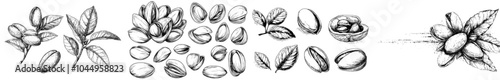 Hand-drawn pistachio plant illustrations. Growing tree sprout sketch. Tree branches with leaves isolated cliparts set. Nut in shell vintage illustrations.