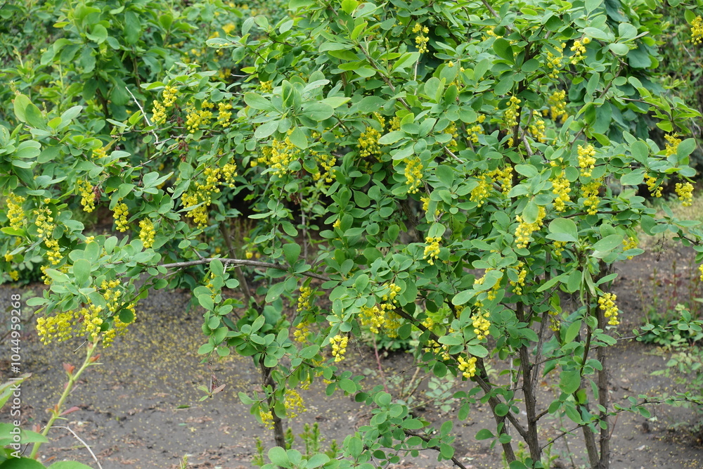 Numerous yellow flowers in the leafage of Berberis vulgaris in mid May Numerous yellow flowers in the leafage of Berberis vulgaris in mid May