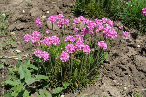 Armeria maritima in full bloom in May photo