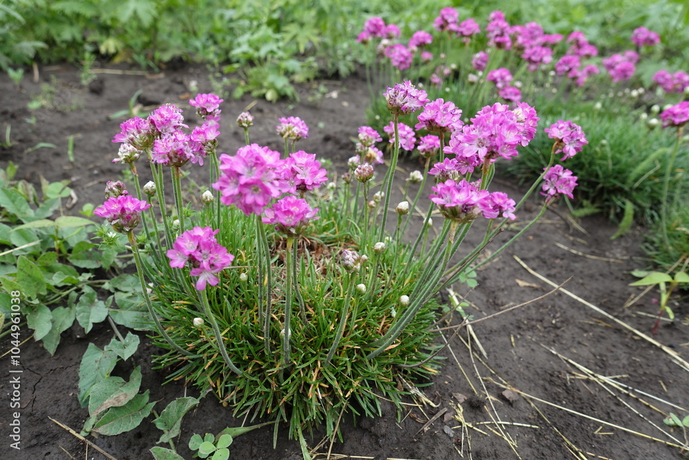 Buds and pink flowers of Armeria maritima in mid May Buds and pink flowers of Armeria maritima in mid May