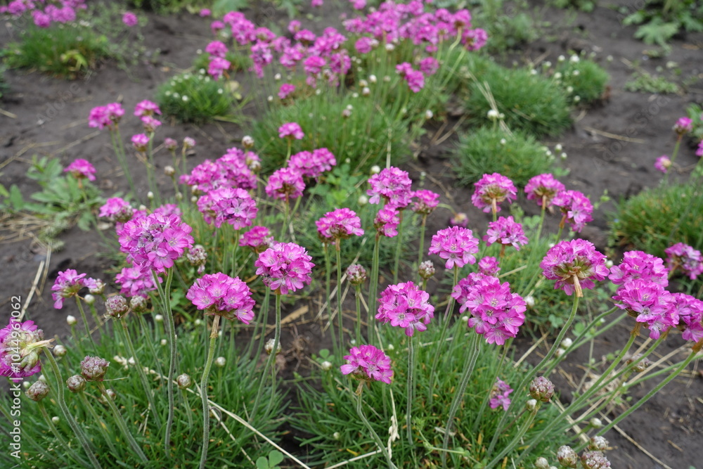 Bright pink flowers of Armeria maritima in mid May Bright pink flowers of Armeria maritima in mid May