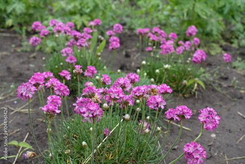 Closed buds and pink flowers of Armeria maritima in mid May photo