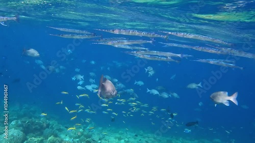 Small swarm of needlefish swimming close to the ocean surface near Ellaidhoo island in the Maldives photo