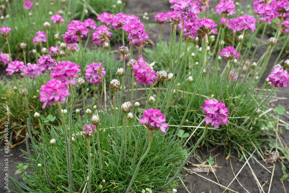 Flowers of pink Armeria maritima in mid May Flowers of pink Armeria maritima in mid May