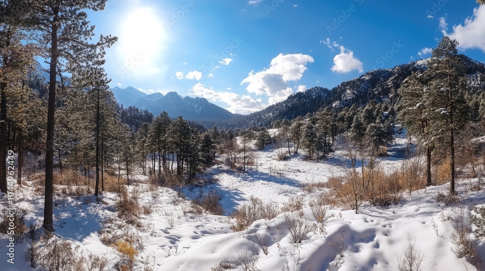 Panoramic view of a snowy mountain forest on a sunny day Panoramic view of a snowy mountain forest on a sunny day