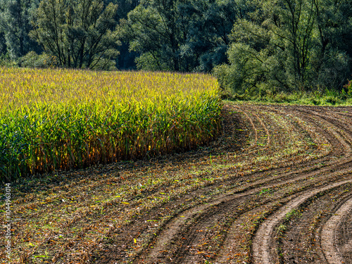 Valokuva Field with corn next to a field already harvested