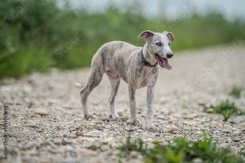 Billede på lærred Adorable whippet puppy standing on a bumpy country road mid summer, panting
