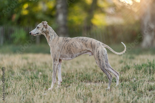 Quadro su tela Beautiful slim whippet dog posing in the park elegantly