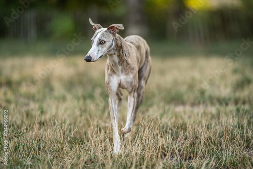Fotografie Brindle and white whippet boy walking in the dog park, looking around, hunting f