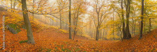 Autumn forest