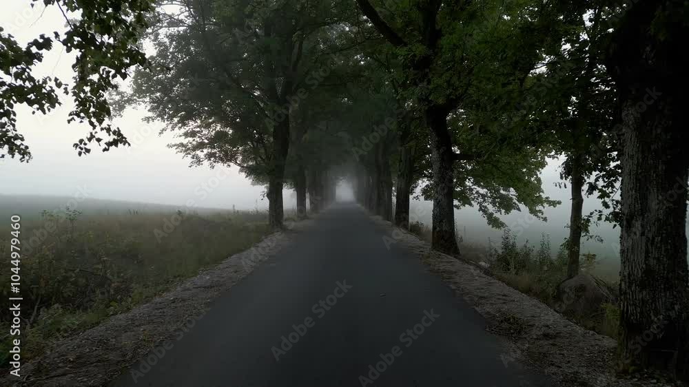 Going forward through a seemingly endless avenue of deciduous trees disappearing into the morning mist Going forward through a seemingly endless avenue of deciduous trees disappearing into the morning mist