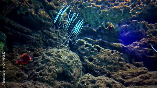 Slow motion shot of aquatic life in CRETAquarium Thalassokosmos at Greece. photo