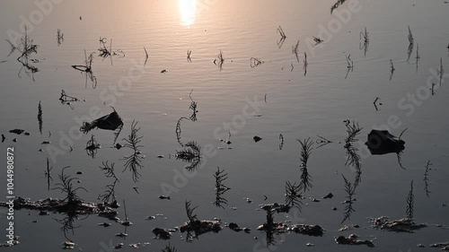 Salt-tolerant halophytes in Umm Al Quwain mangroves nourish wildlife and absorb carbon. photo