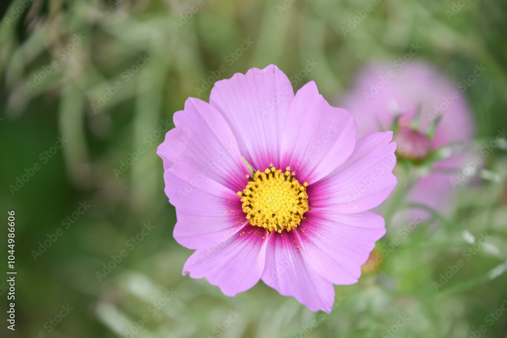 Obraz premium コスモス