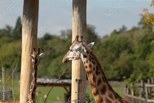 Two tall giraffes are standing side by side next to each other in a zoo enclosure where visitors can observe them closely photo