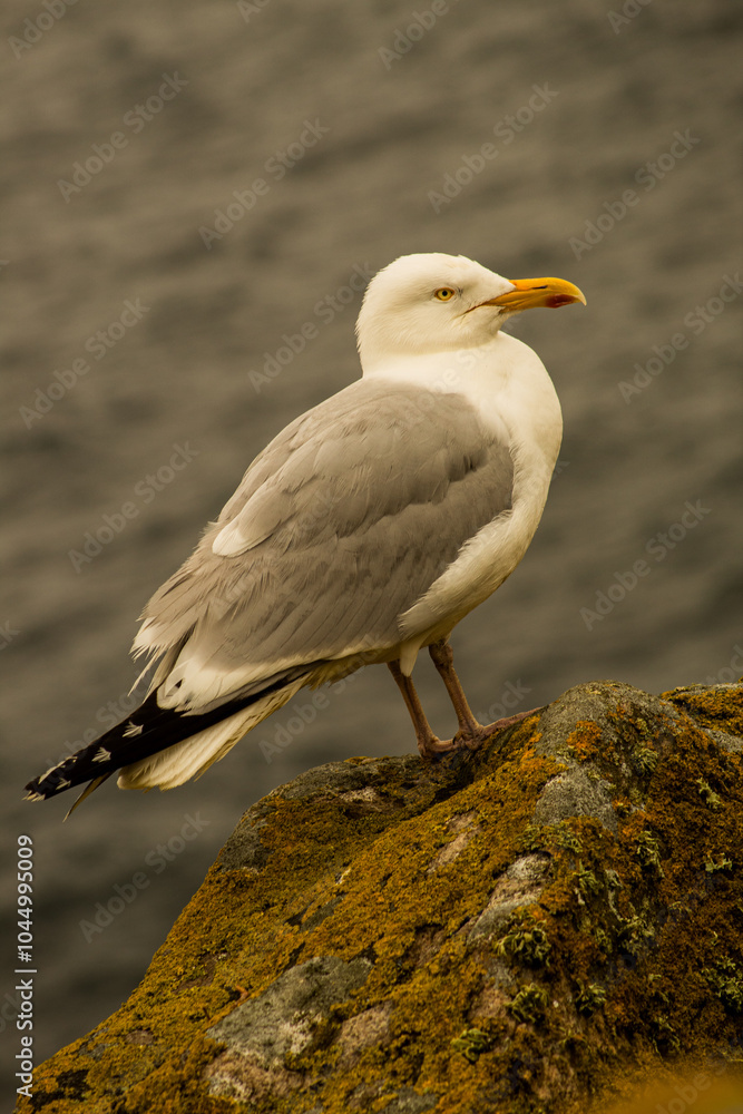 Obraz premium Sea birds