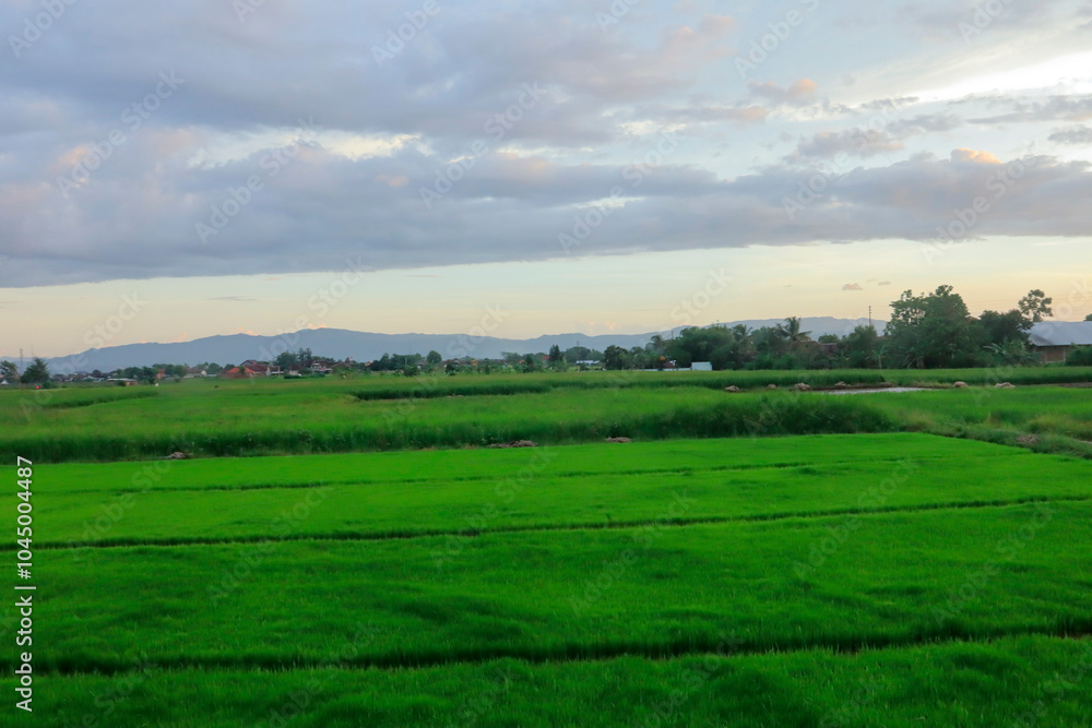 A beautiful view of lush green rice fields stretching across the landscape under a soft, cloudy evening sky. The vibrant greenery of the fields contrasts with the pastel hues of the sunset A beautiful view of lush green rice fields stretching across the landscape under a soft, cloudy evening sky. The vibrant greenery of the fields contrasts with the pastel hues of the sunset