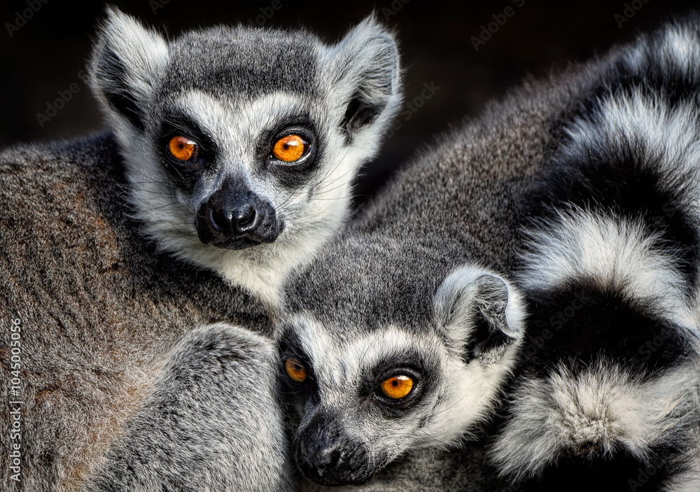 Fototapeta premium A close up of Ring-tailed Lemurs