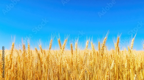 Golden wheat stalks dance in the breeze, stretching across an endless field beneath a perfectly clear blue sky.