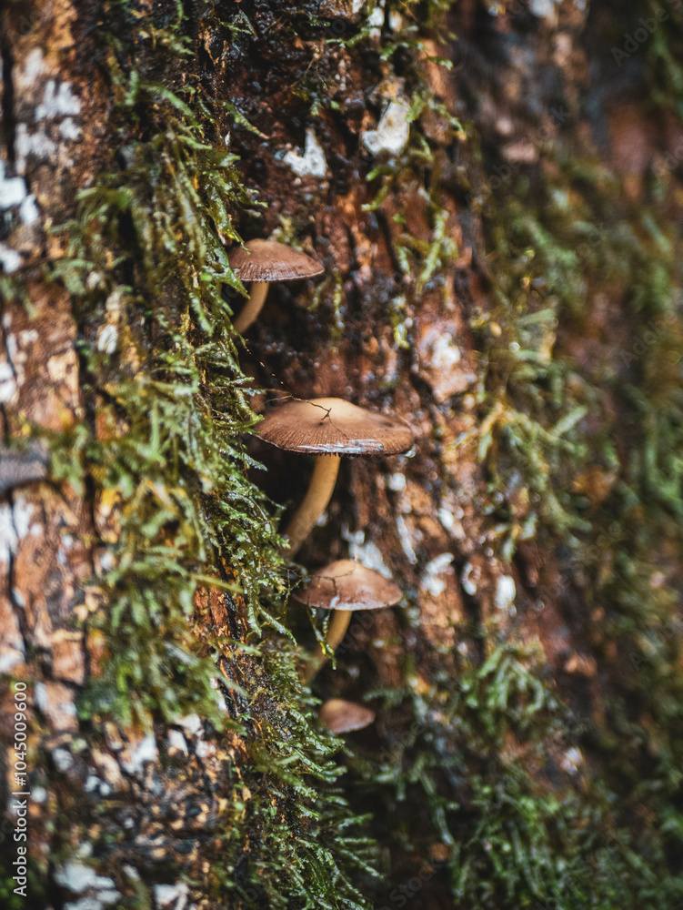 Fototapeta premium mushrooms growing out of a tree 