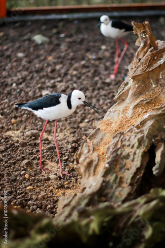 Two long-legged birds with black and white feathers standing on a sandy ground, creating a natural and wildlife scene