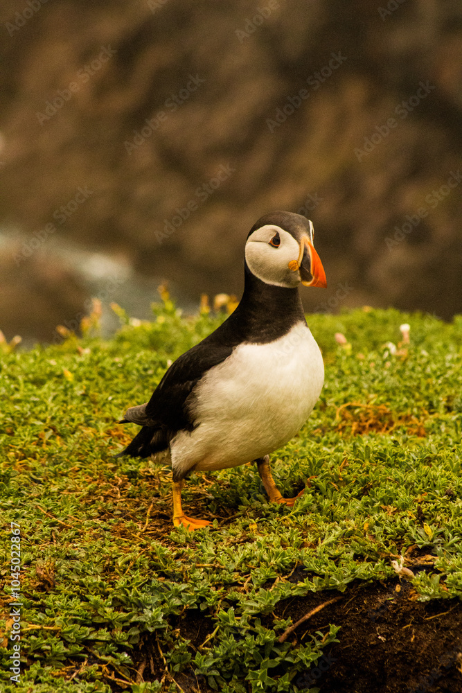 Sea birds Sea birds