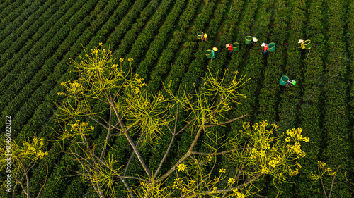 Bao Loc tea hill, Lam Dong, the yellow poinciana flower season is beautiful. Photo taken in Bao Loc, Lam Dong on January 11, 2024 photo