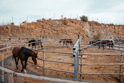 Horses walking in a circle on the training field. Horse training. Running horses. Slow motion