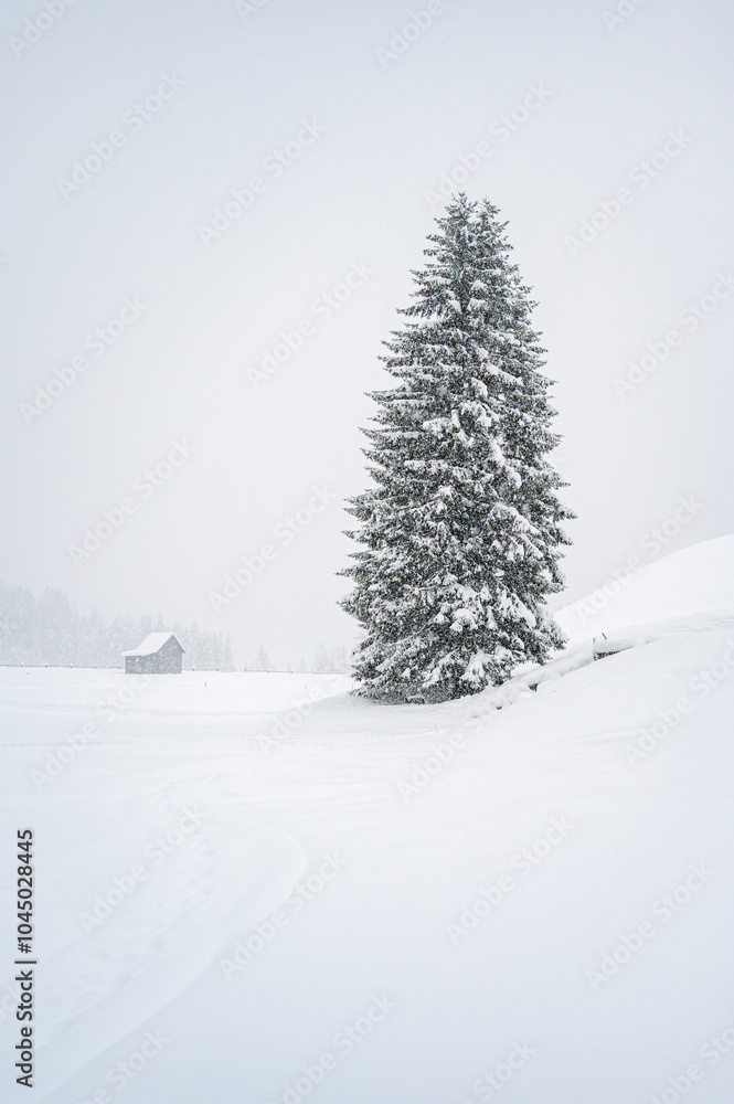 Fototapeta premium While it snows. Under a heavy snowfall walking in the village of Cima Sappada